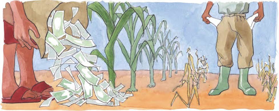 An image of seeds being sown by farmers